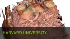 Harvard University