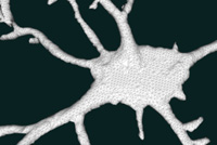 Ausschnitt der rekonstruierten Neuronenzelle
